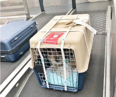 佳木斯宠物托运 宠物托运公司 机场宠物托运 宠物空运